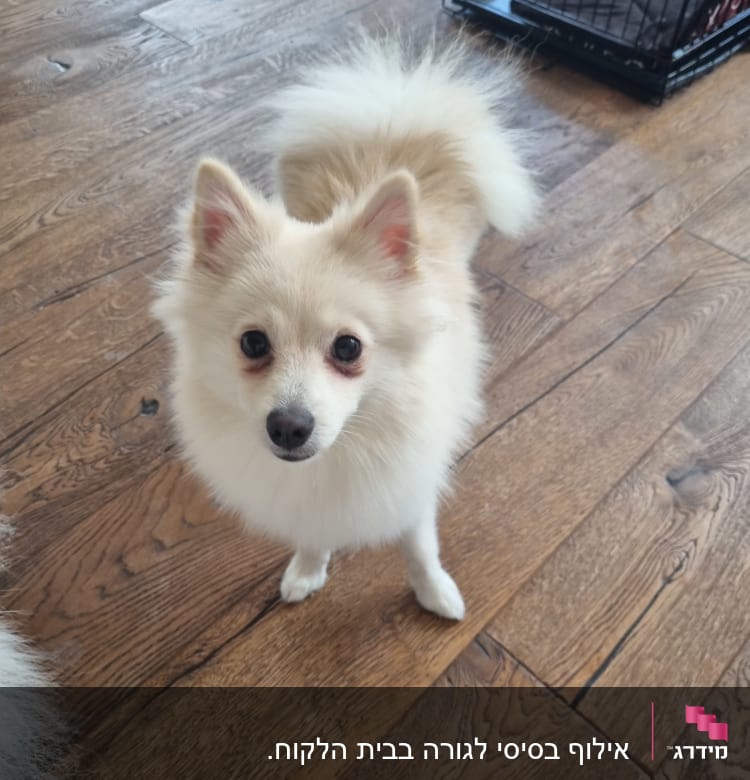 כלב קטן ליד כלוב אימון על רצפת עץ